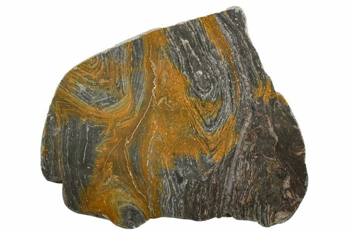 Polished Mesoproterozoic Stromatolite (Conophyton) - Australia #353324